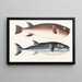 Faune japonaise Pl138 - Philipp Franz Balthasar von Siebold — framed artwork on a wall