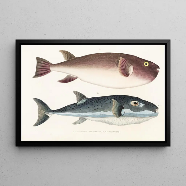 Faune japonaise Pl138 - Philipp Franz Balthasar von Siebold — framed artwork on a wall