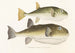 Japanese Fauna Pl139 - Philipp Franz Balthasar von Siebold — artwork view