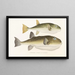 Japanese Fauna Pl139 - Philipp Franz Balthasar von Siebold — framed artwork on a wall