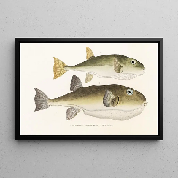 Japanese Fauna Pl139 - Philipp Franz Balthasar von Siebold — framed artwork on a wall