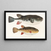 Faune japonaise Pl140 - Philipp Franz Balthasar von Siebold — framed artwork on a wall