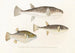 Fauna japonica Pl. 141 - Philipp Franz Balthasar von Siebold — artwork view