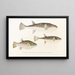 Fauna japonica Pl. 141 - Philipp Franz Balthasar von Siebold — framed artwork on a wall