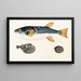 Fauna japonica Pl. 142 - Philipp Franz Balthasar von Siebold — framed artwork on a wall