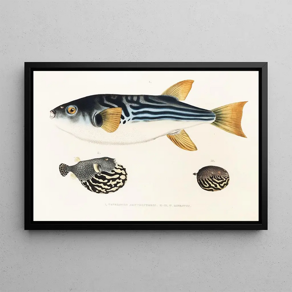 Fauna japonica Pl. 142 - Philipp Franz Balthasar von Siebold — framed artwork on a wall