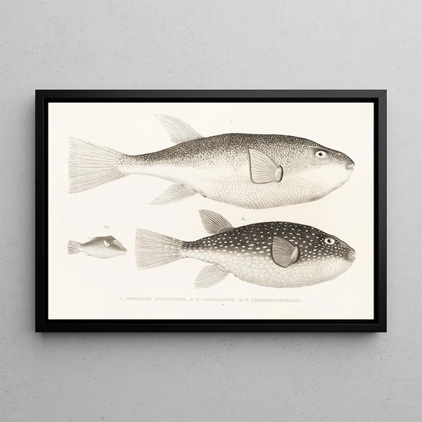 Faune japonaise Pl143 - Philipp Franz Balthasar von Siebold — framed artwork on a wall