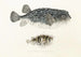 Fauna Japonica Pl145 - Philipp Franz Balthasar von Siebold — artwork view