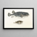 Fauna Japonica Pl145 - Philipp Franz Balthasar von Siebold — framed artwork on a wall