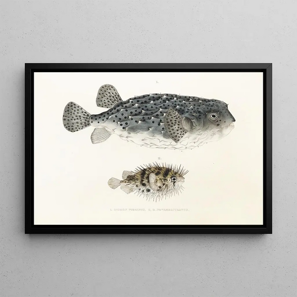 Fauna Japonica Pl145 - Philipp Franz Balthasar von Siebold — framed artwork on a wall