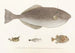Fauna japonica Pl148 - Philipp Franz Balthasar von Siebold — artwork view