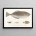 Fauna japonica Pl148 - Philipp Franz Balthasar von Siebold — framed artwork on a wall