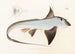 Fauna japonica Pl149 - Philipp Franz Balthasar von Siebold — artwork view