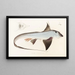 Fauna japonica Pl149 - Philipp Franz Balthasar von Siebold — framed artwork on a wall