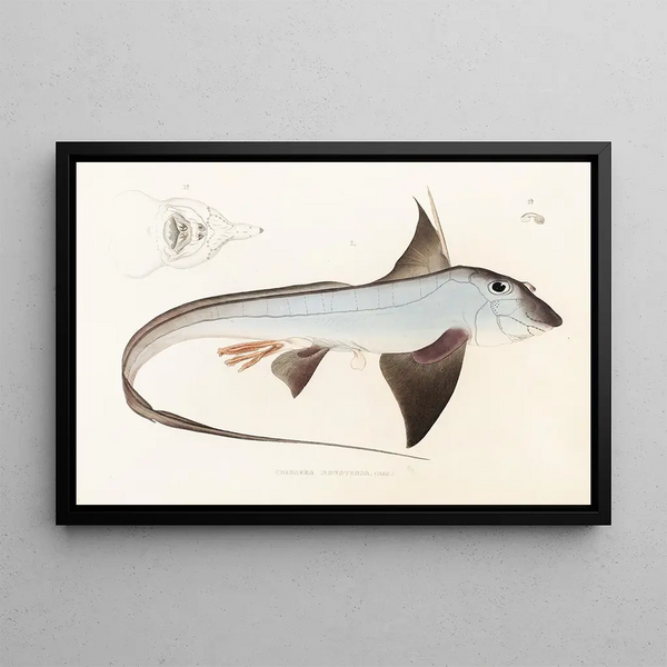 Fauna japonica Pl149 - Philipp Franz Balthasar von Siebold — framed artwork on a wall