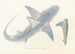 Fauna japonica Pl150 - Philipp Franz Balthasar von Siebold — artwork view