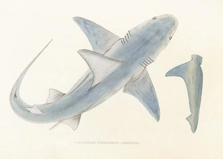 Fauna japonica Pl150 - Philipp Franz Balthasar von Siebold — artwork view