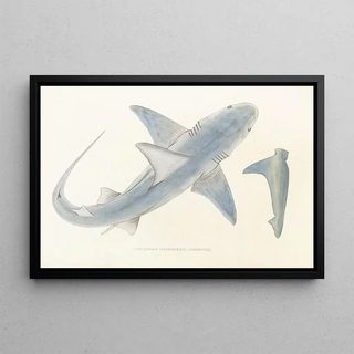 Fauna japonica Pl150 - Philipp Franz Balthasar von Siebold — framed artwork on a wall
