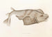 Faune japonaise Pl153 - Philipp Franz Balthasar von Siebold — artwork view