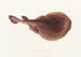 Fauna japonica Pl157 - Philipp Franz Balthasar von Siebold — artwork view