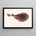 Fauna japonica Pl157 - Philipp Franz Balthasar von Siebold — framed artwork on a wall