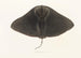 Japanese Fauna Pl158 - Philipp Franz Balthasar von Siebold — artwork view