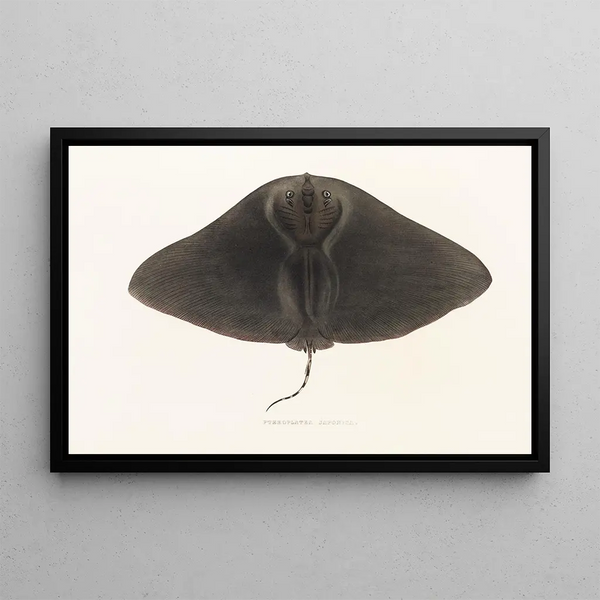 Japanese Fauna Pl158 - Philipp Franz Balthasar von Siebold — framed artwork on a wall
