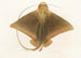 Fauna japonica Pl159 - Philipp Franz Balthasar von Siebold — artwork view