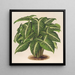 Phyllotnium Lindeni - Charles Antoine Lemaire — framed artwork on a wall