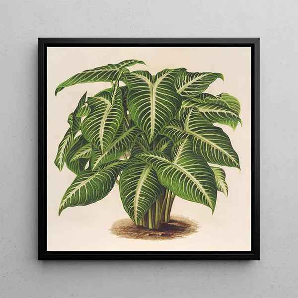 Phyllotnium Lindeni - Charles Antoine Lemaire — framed artwork on a wall