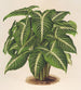 Phyllotnium Lindeni - Charles Antoine Lemaire — artwork view