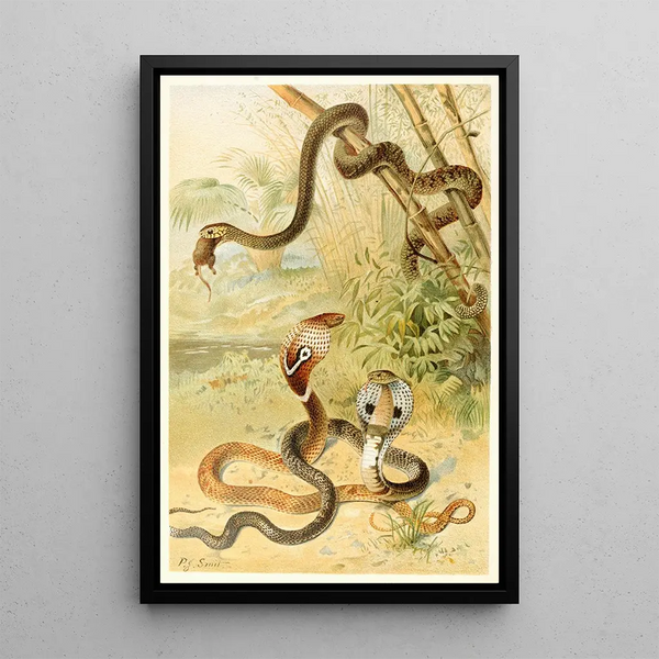 Serpent chauve-souris et cobras - Pierre Jacques Smit — framed artwork on a wall