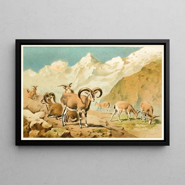 Bharal - Pierre Jacques Smit — framed artwork on a wall