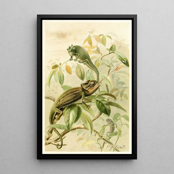 Caméléons - Pierre Jacques Smit — framed artwork on a wall