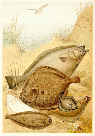 Pierre Jacques Smit - Flat fish.webp