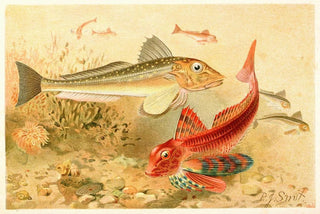 Pierre Jacques Smit - Gurnards.webp