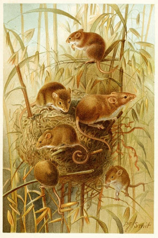 Pierre Jacques Smit - Harvest Mouse.webp