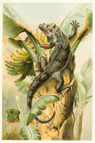 Pierre Jacques Smit - The Black Iguana.webp