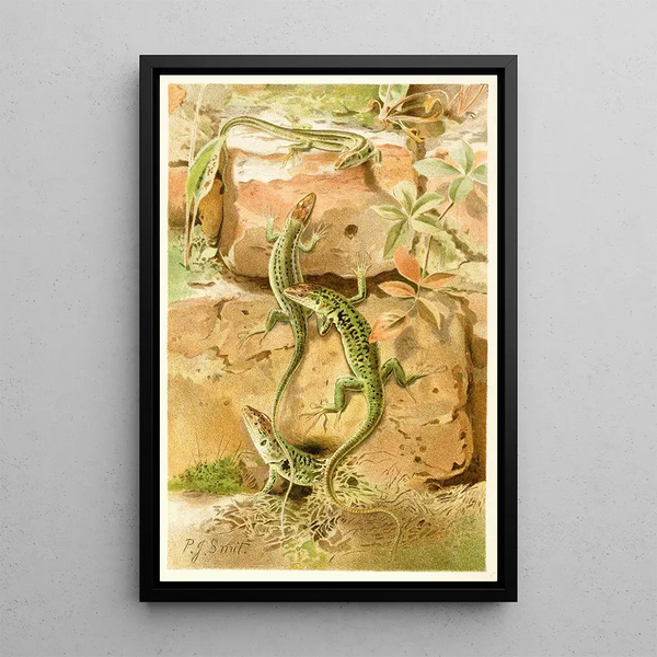 Lizards of the walls - Pierre Jacques Smit — framed artwork on a wall