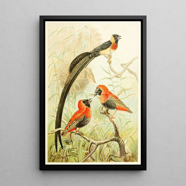 Tisserins - Pierre Jacques Smit — framed artwork on a wall