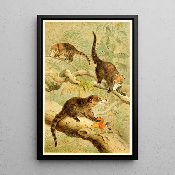 Coati with White Nose - Pierre Jacques Smit — framed artwork on a wall
