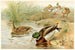 Wild Duck - Pierre Jacques Smit — artwork view