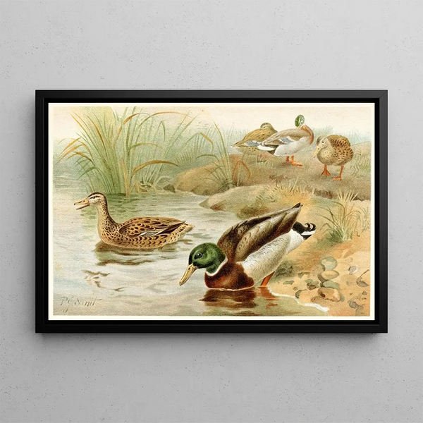 Wild Duck - Pierre Jacques Smit — framed artwork on a wall