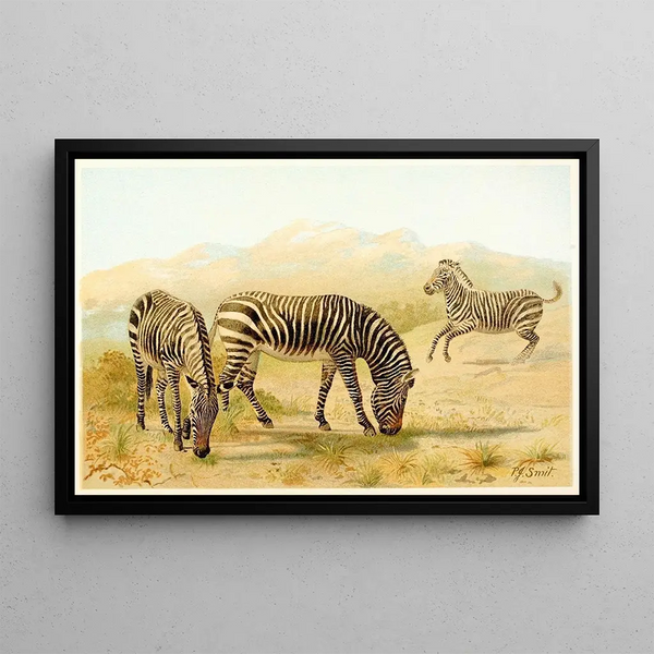 Zebra - Pierre Jacques Smit — framed artwork on a wall