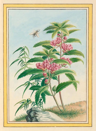 Pierre Joseph Buchoz - Plantes de Chine Pl020.webp