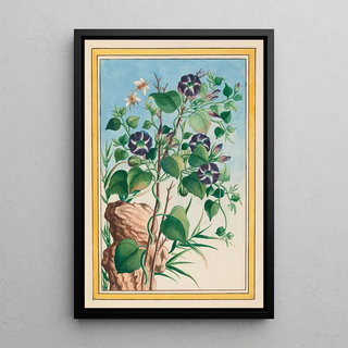 Pierre Joseph Buchoz - Plantes de Chine Pl023.webp