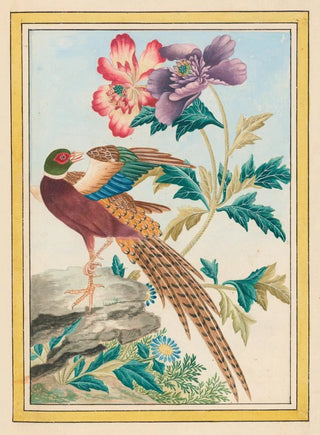 Pierre Joseph Buchoz - Plantes de Chine Pl024.webp