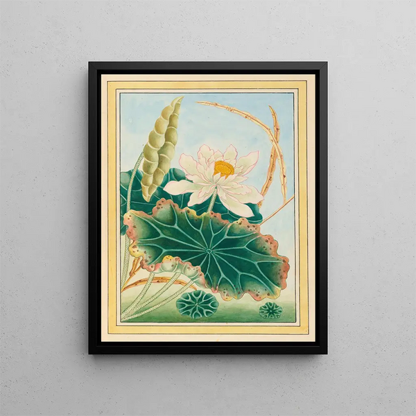 Plants of China, plate 28 - Pierre-Joseph Buchoz — framed art print on a wall