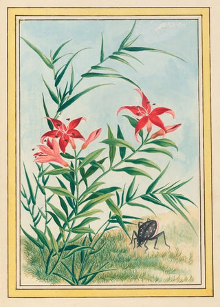 Pierre Joseph Buchoz - Plantes de Chine Pl035.webp
