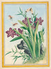 Plants of China Pl.036 - Pierre Joseph Buchoz — artwork view